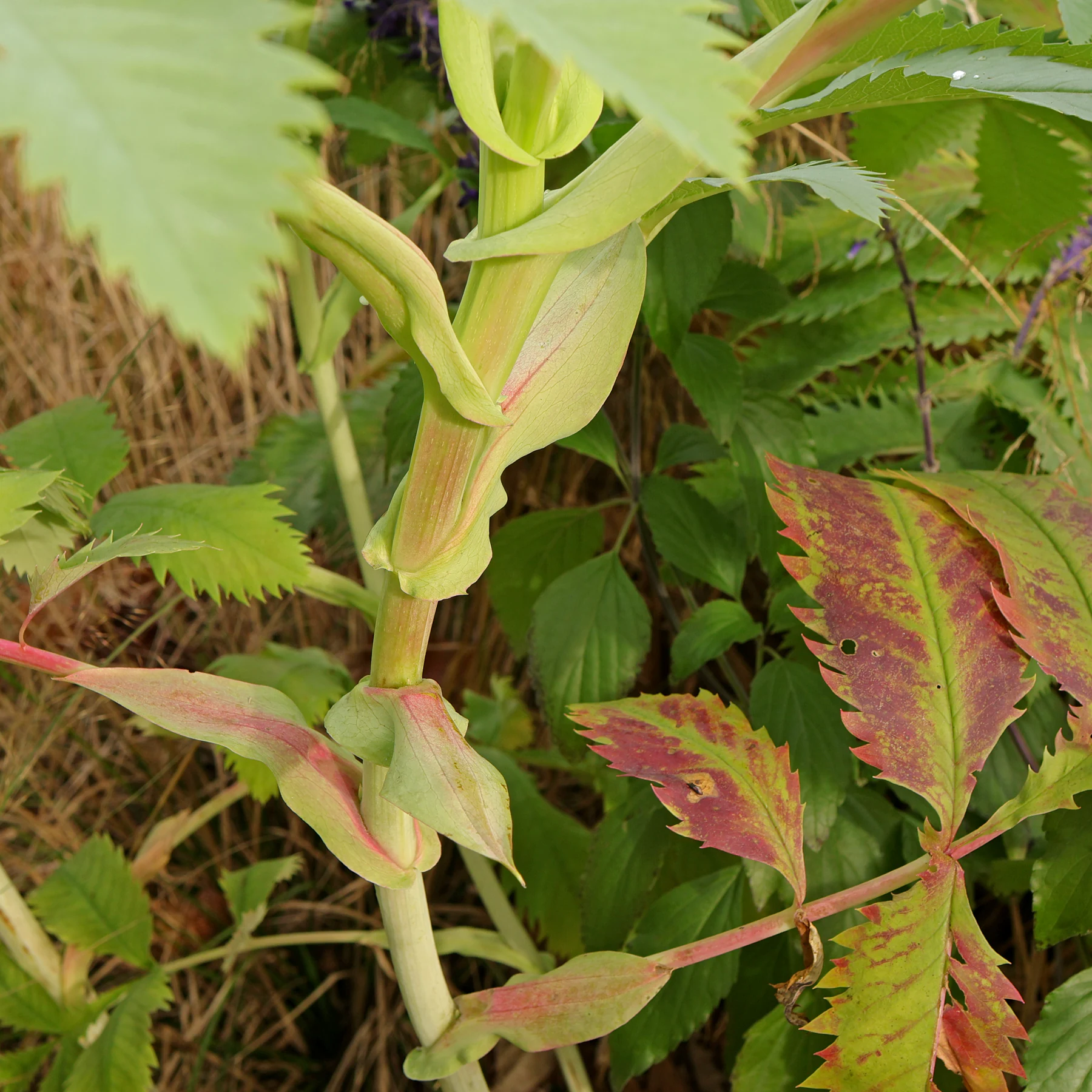 Melianthus jaune
